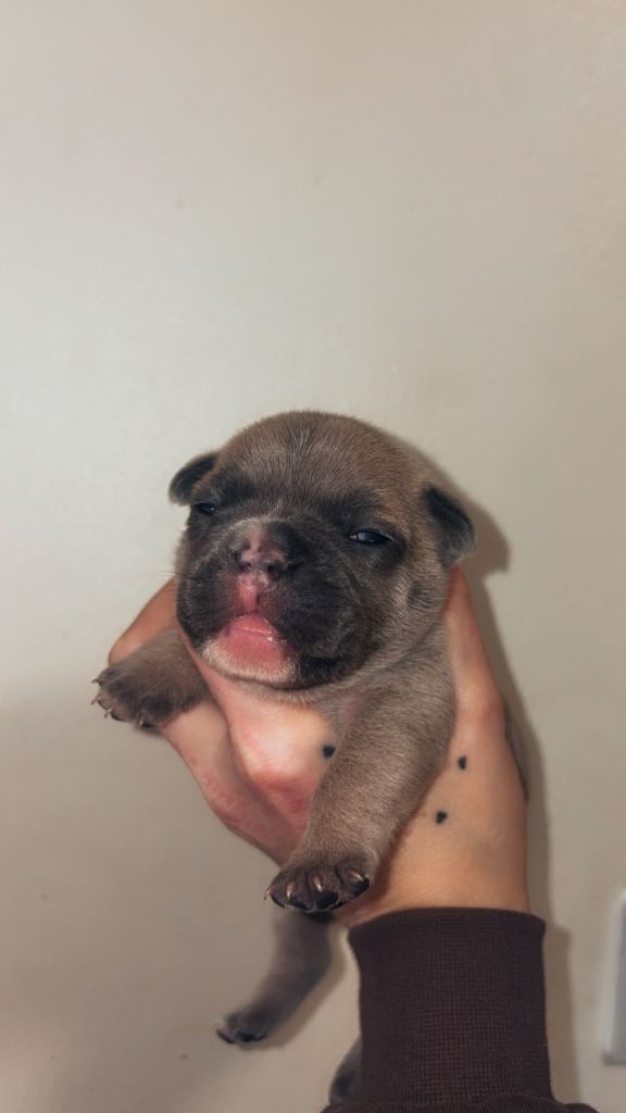 French bulldog puppies