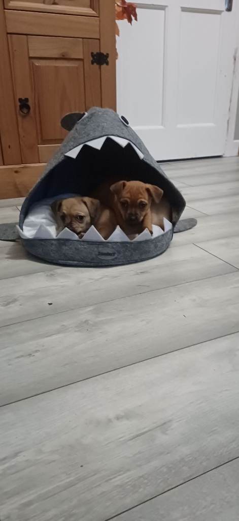 Chug Pups 