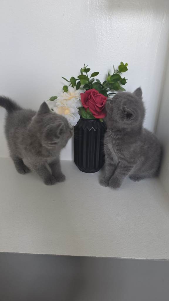British shorthair 