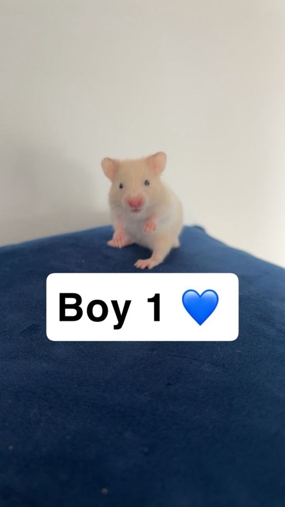 Syrian hamsters 