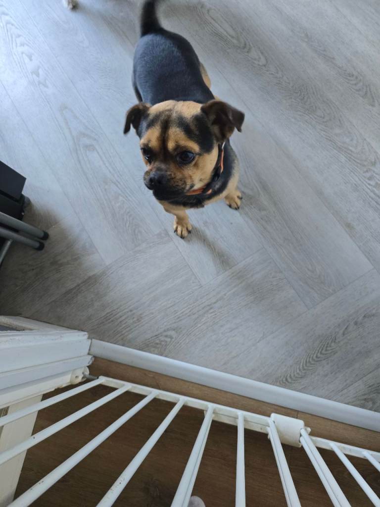 23 month old jug male