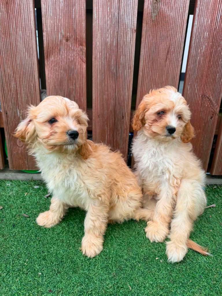 Bichon Frise X Poodle Pups 