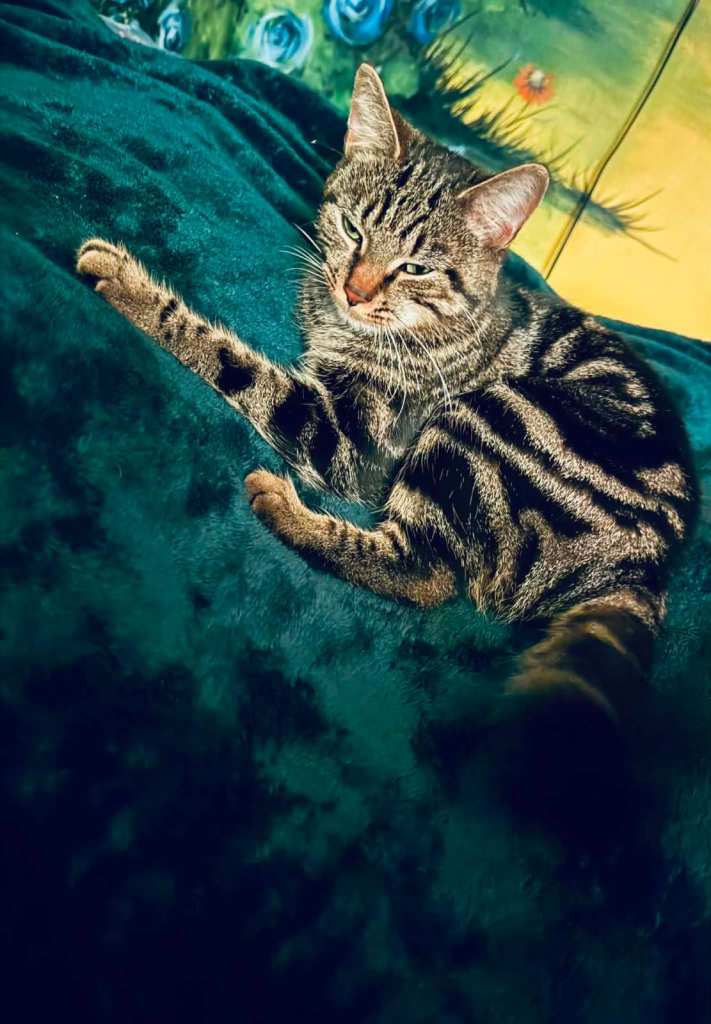 Cat