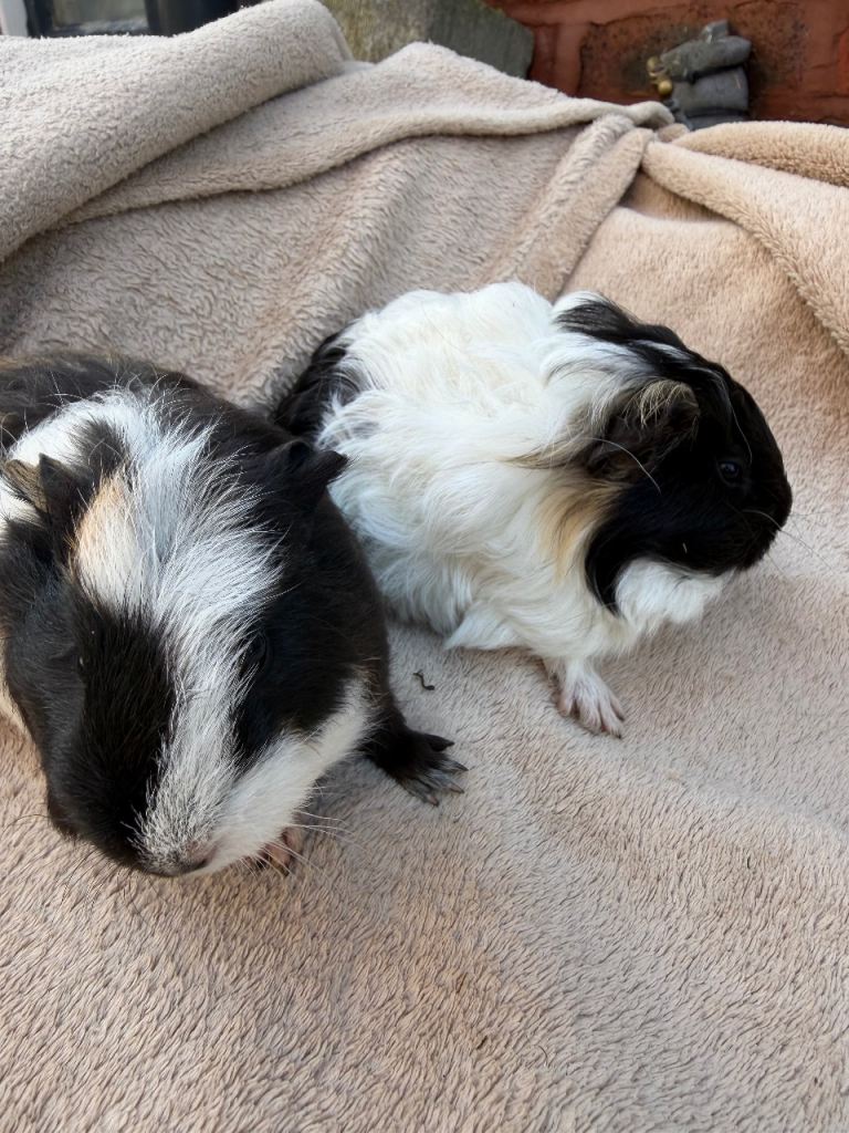 Baby guinea pigs, girls and boys