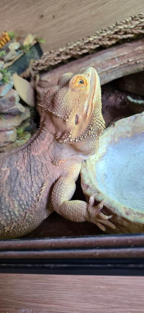 Bearded dragon