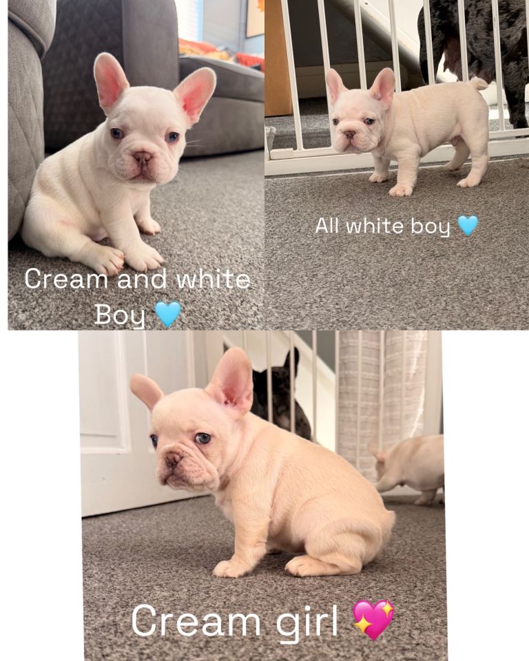 French bulldog puppies 