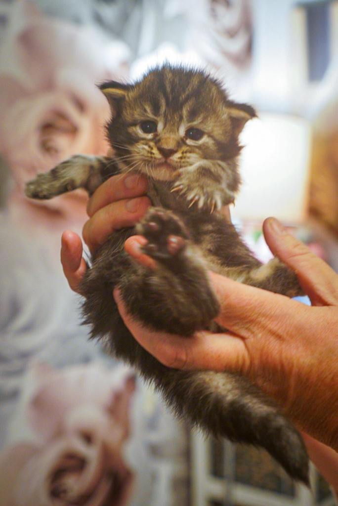 Full breed Mainecoon kittens ready 1st December 