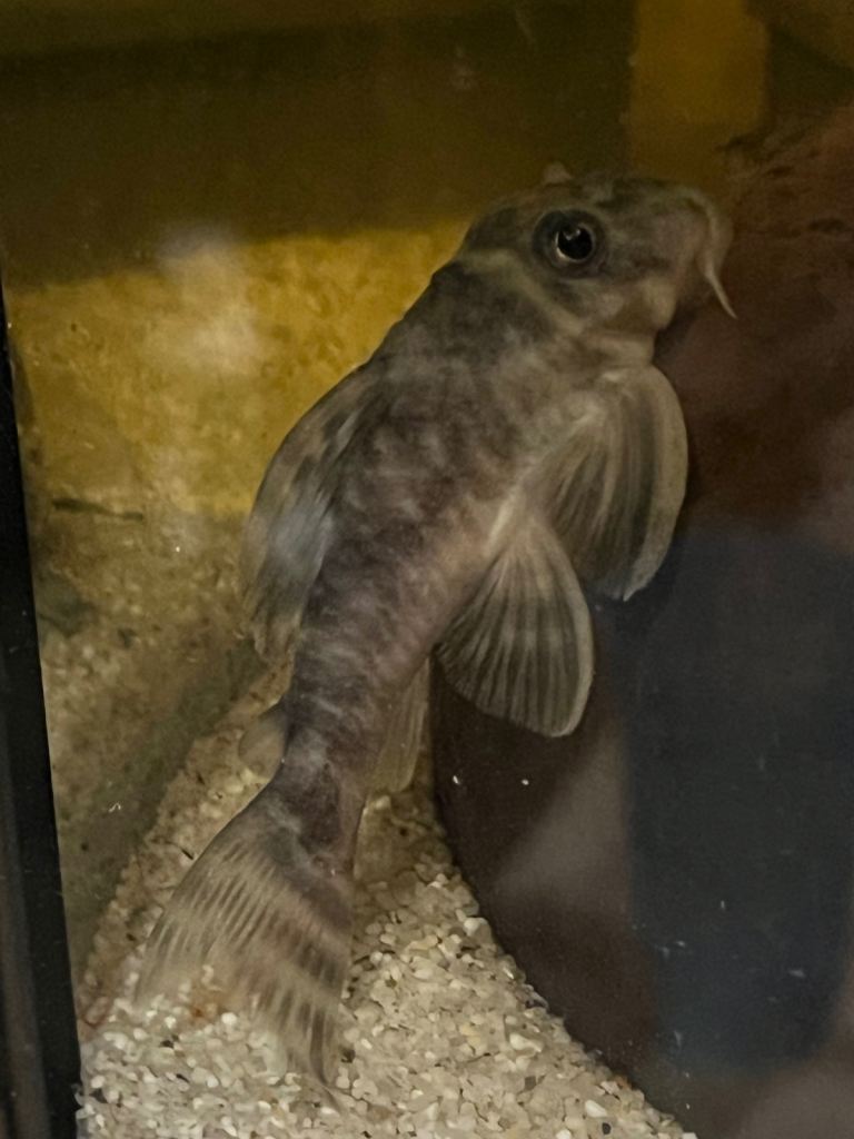 L333 Gurupa Pleco. Rare. 1” and adult group