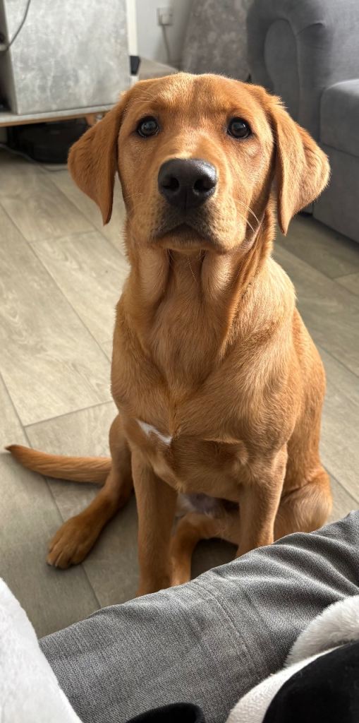 5 month old red fox Labrador. 