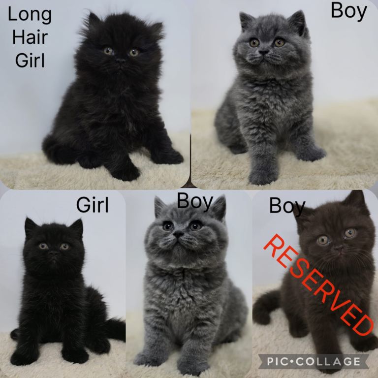 Gorgeous British Shorthair & Longhair Kittens