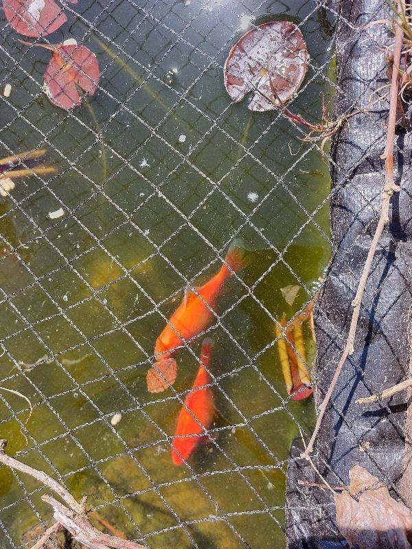 Pond goldfish 