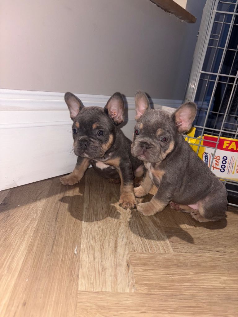 french bulldog puppies for sale