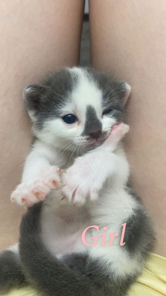 Kittens for sale 