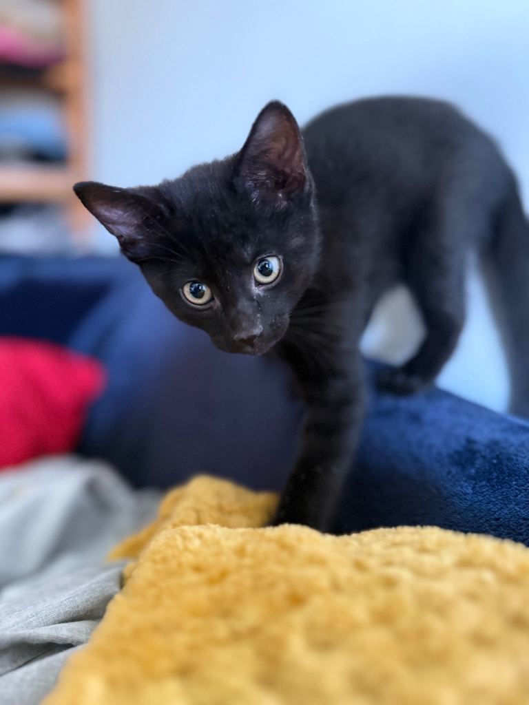 Last kitten ready to go 