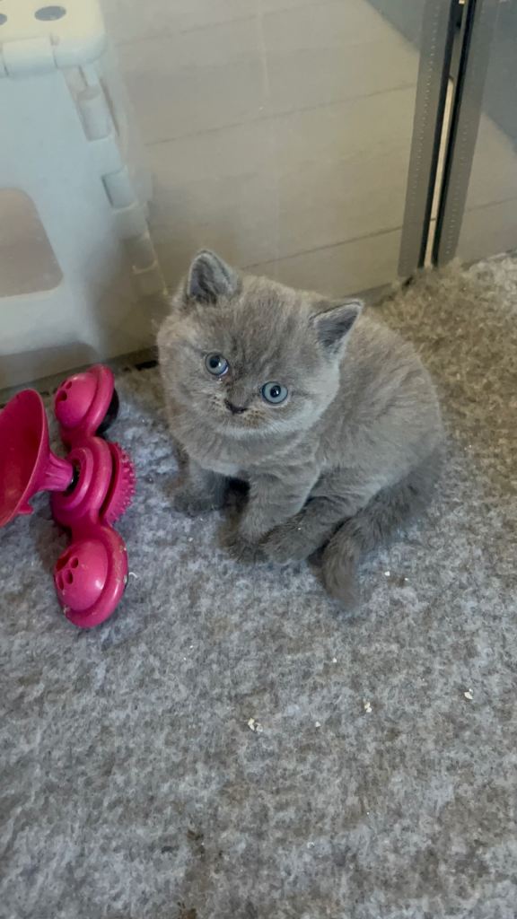 British short hair kittens BSH
