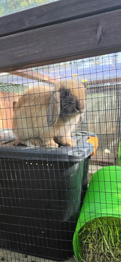 Mini lop male