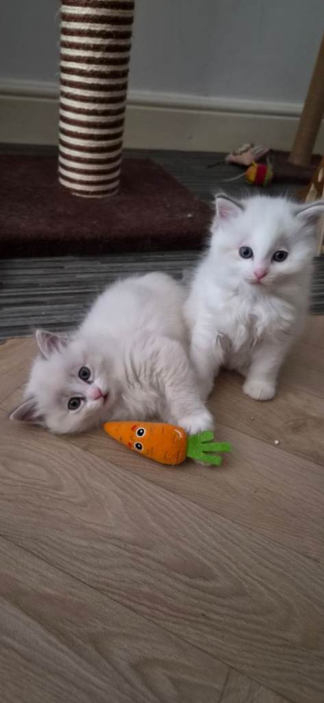 Ragdoll kittens 