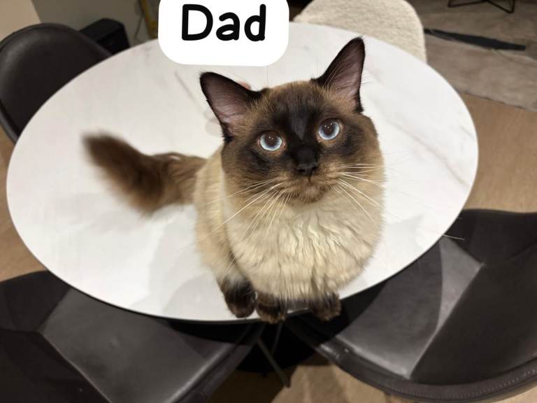 Ragdoll kittens for sale