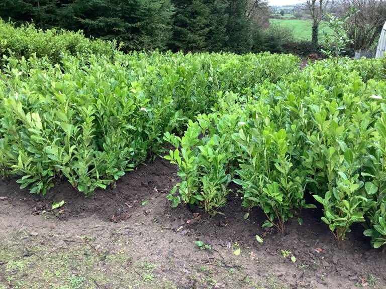 LAUREL HEDGING PLANTS ….. 4.5 ft. 137 cm  £12-00