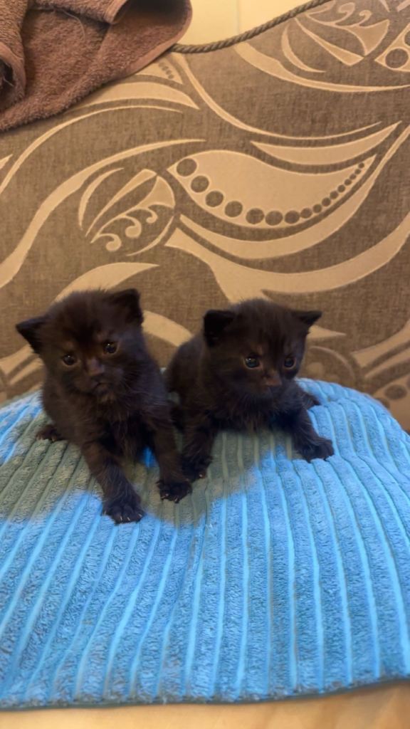 4 weeks old kitten 