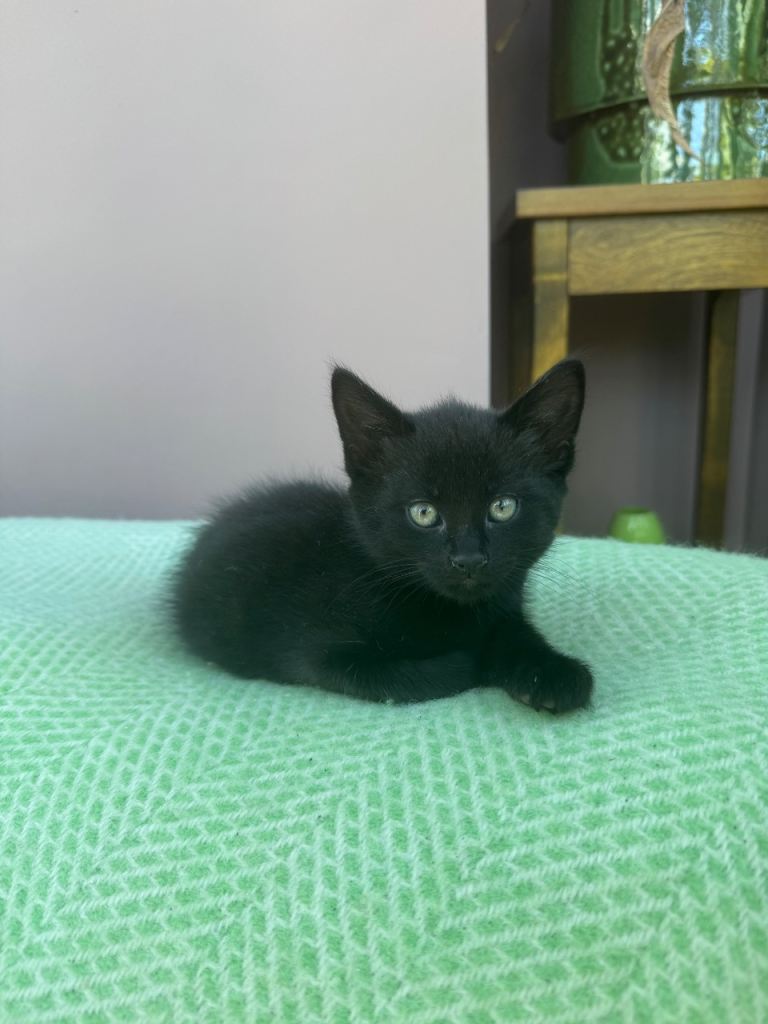 This wee black beauty is now ready for her new home w/e May 15th