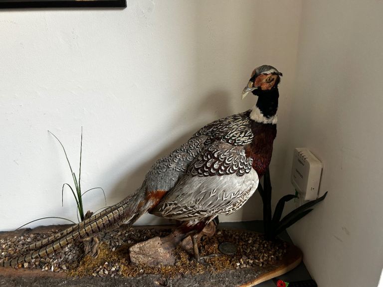 Taxidermy Pheasant