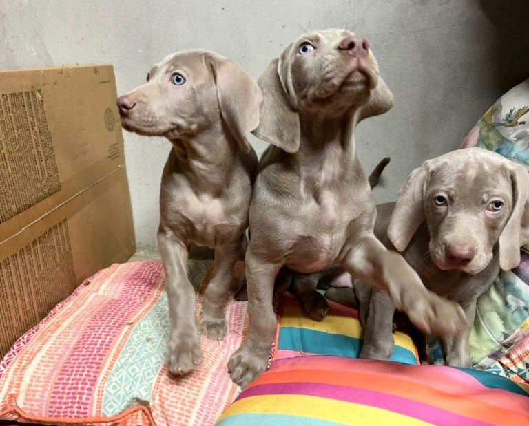 Weimaraner Puppies