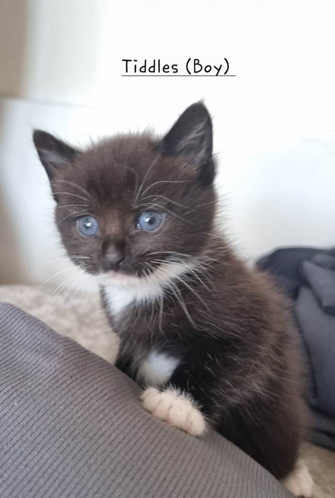 2 beautiful kittens