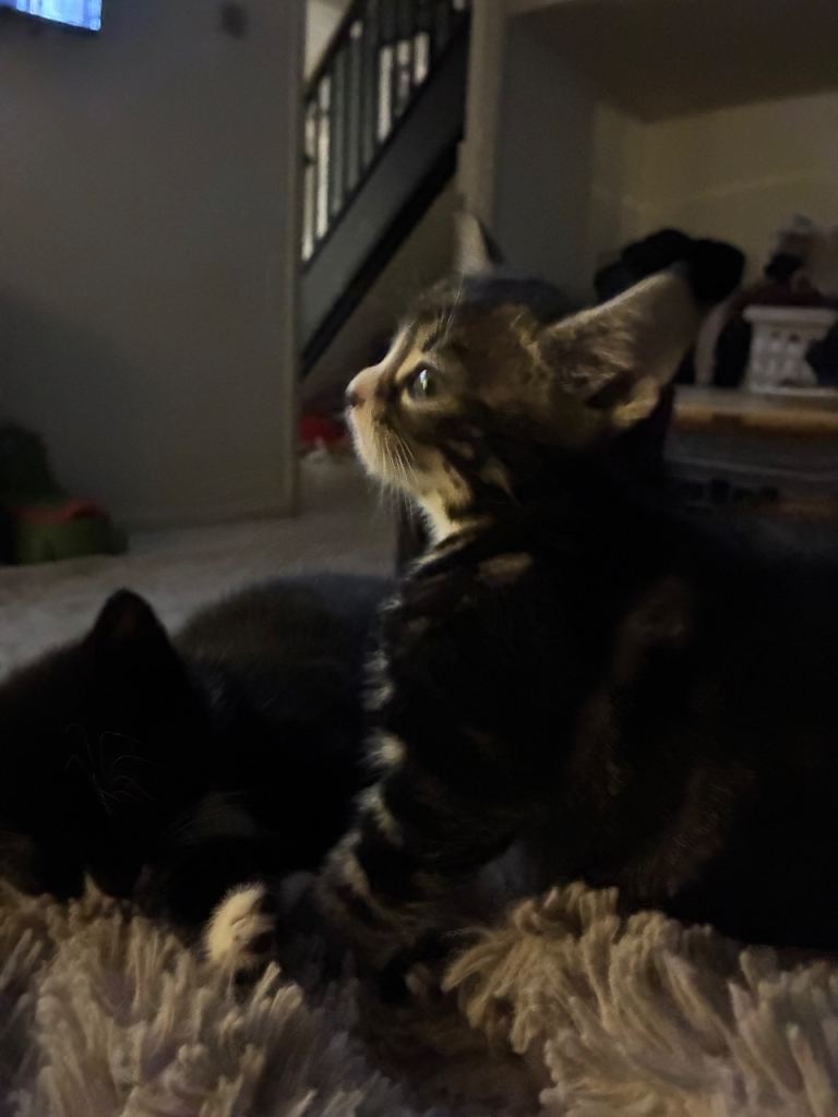 Tabby and ginger kittens 