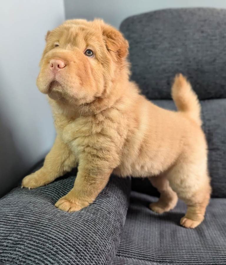 SHAR PEI (Rare Bear Coat Pups)  READY NOW