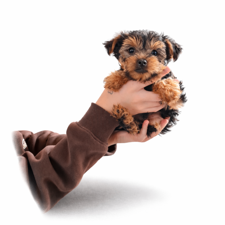 Minature Yorkshire Terriers *Boys*