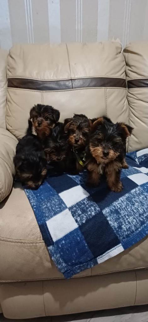 5 beautiful male yorkshire terrier puppies for sale