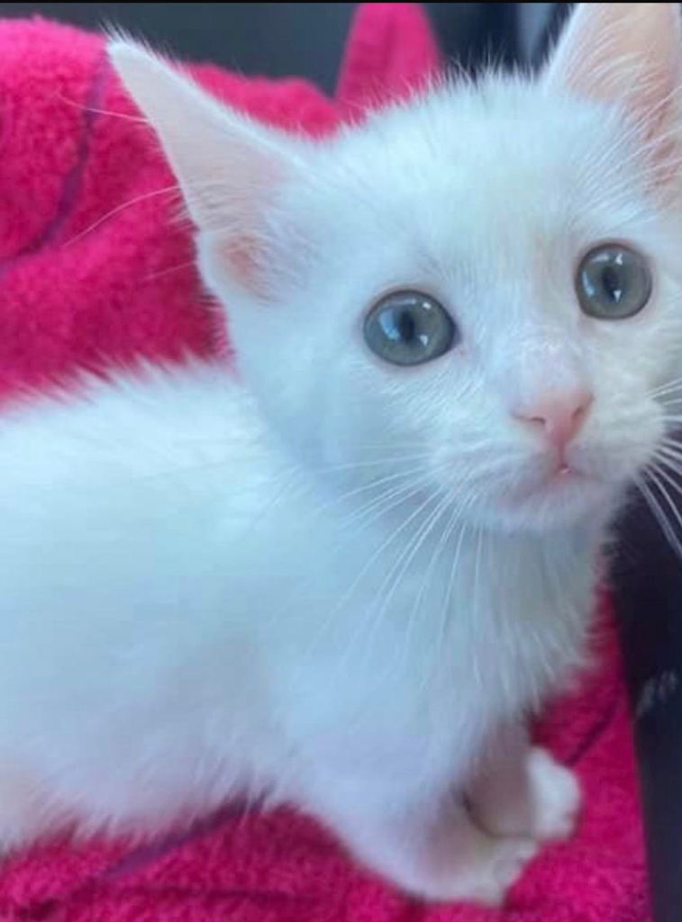 Ragdoll cross kitten