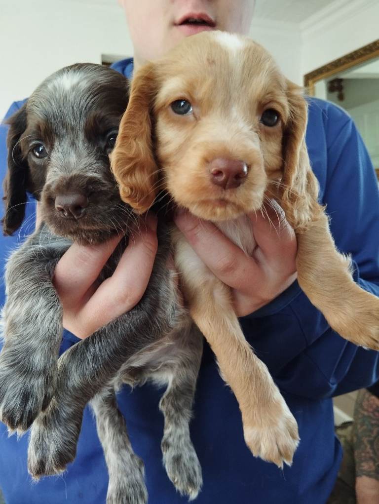 Cocker spaniel puppies 