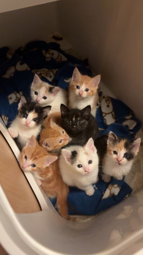 Cats for sale