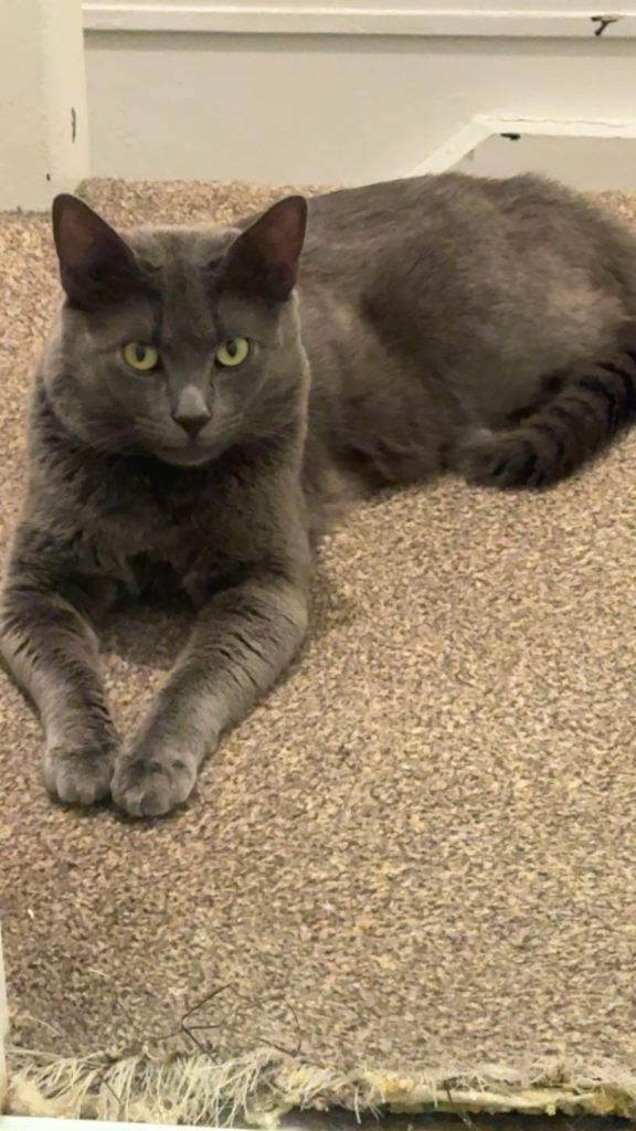 Cat for sale 