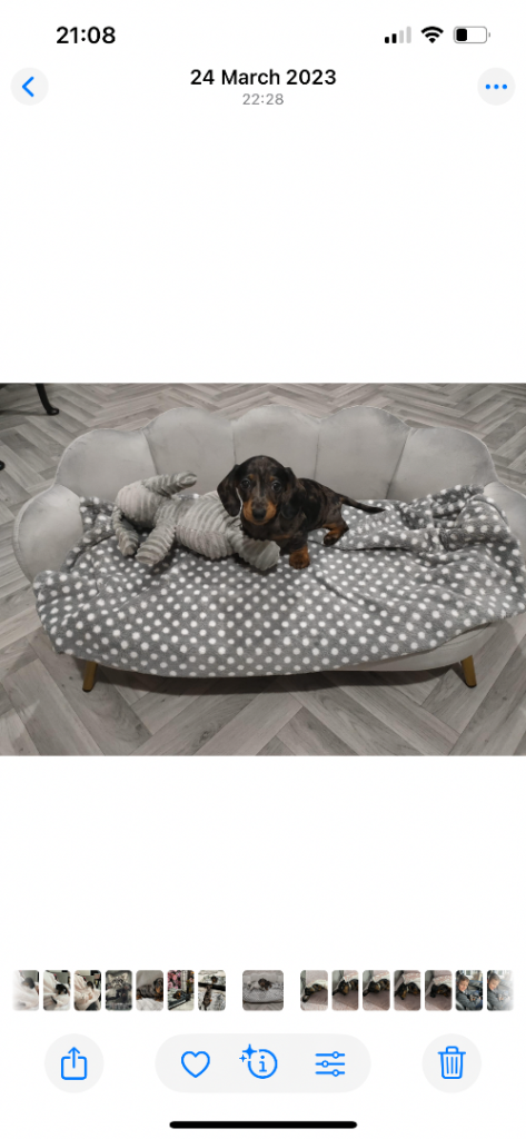 Vivian grey velvet pet bed/sofa (£50 rrp £99)