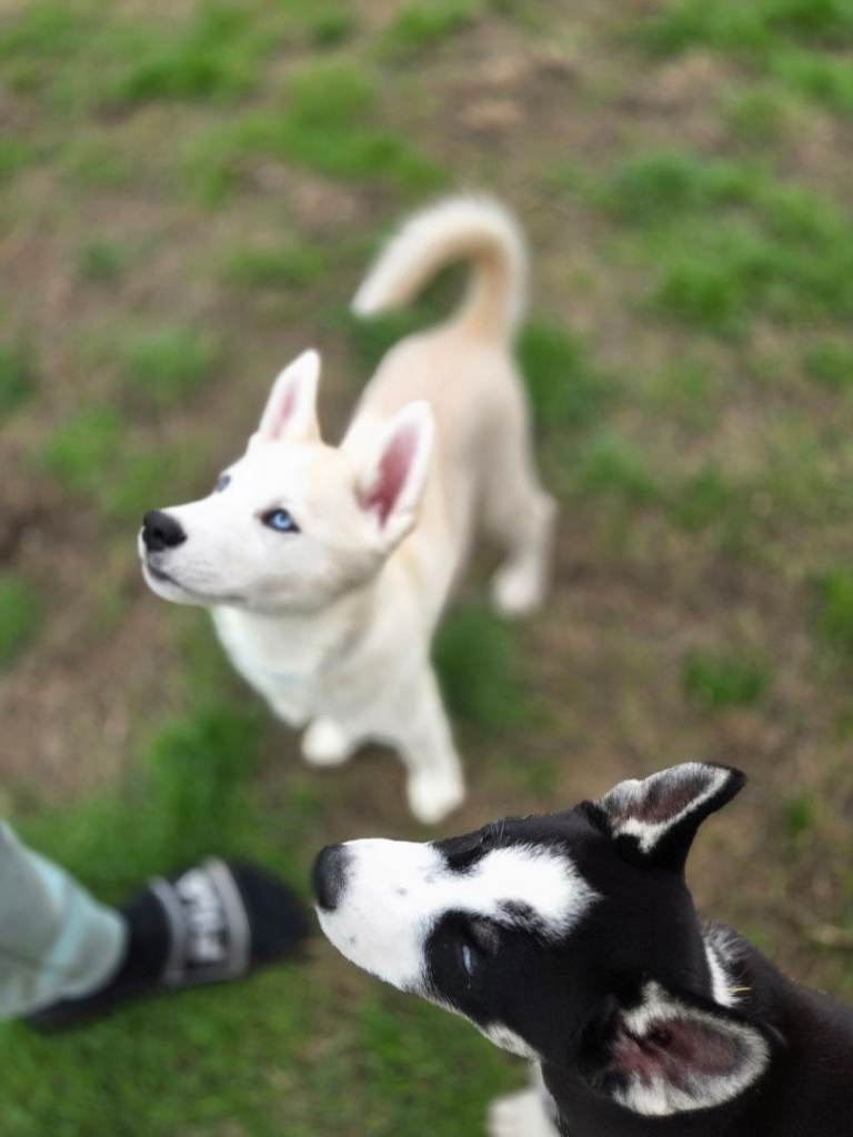 Puppies for sale