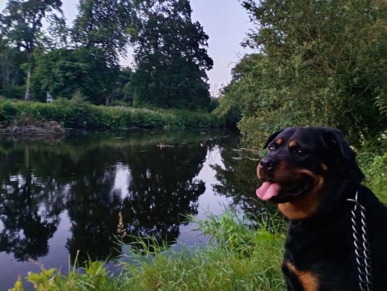 female rottweiler 