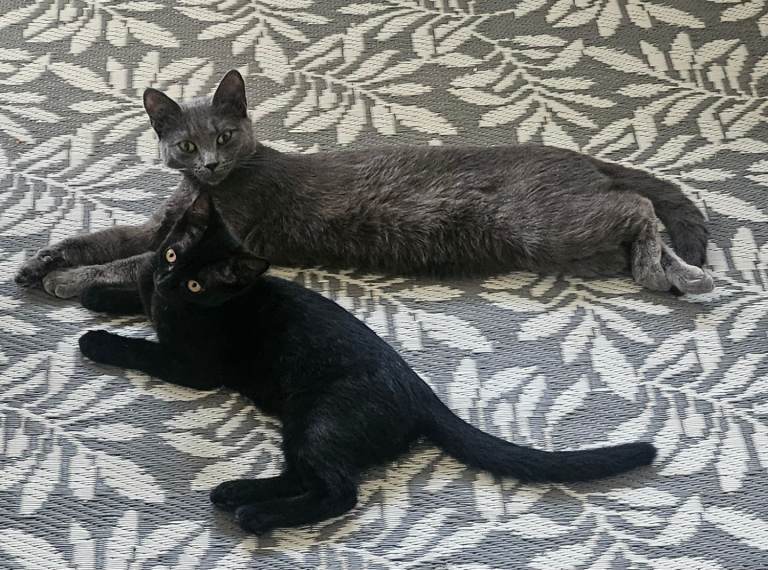 Special offer ...British Short Haired and Turkish Angora mixed kittens 