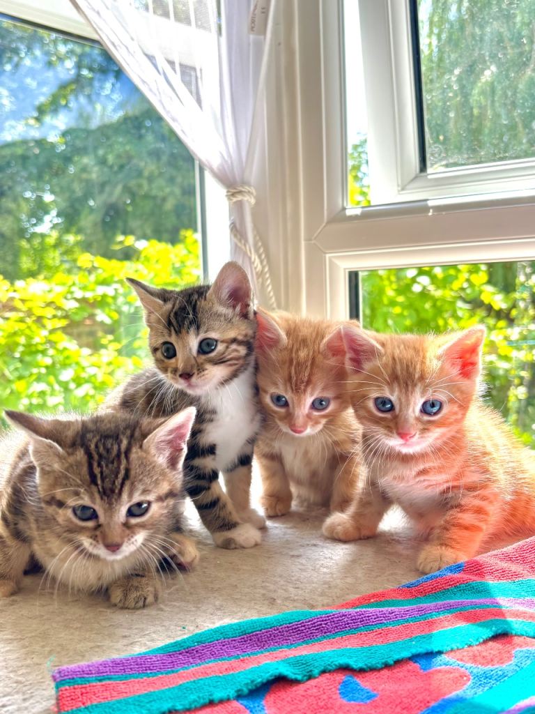 Half bengal kittens 
