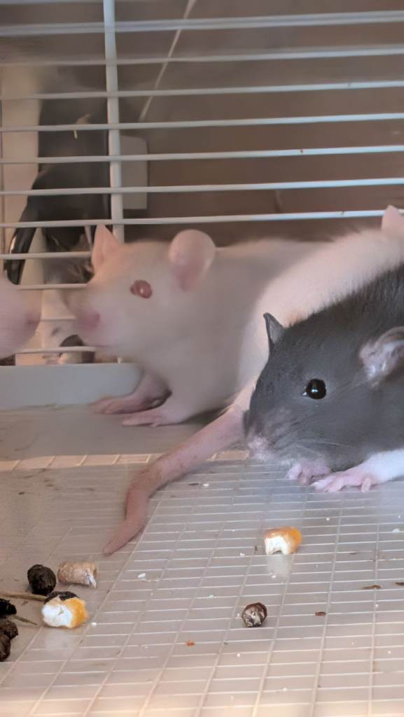Beautiful baby rats - male and female 