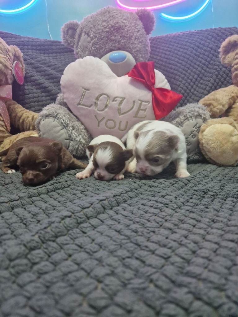 Chihuahua puppies 