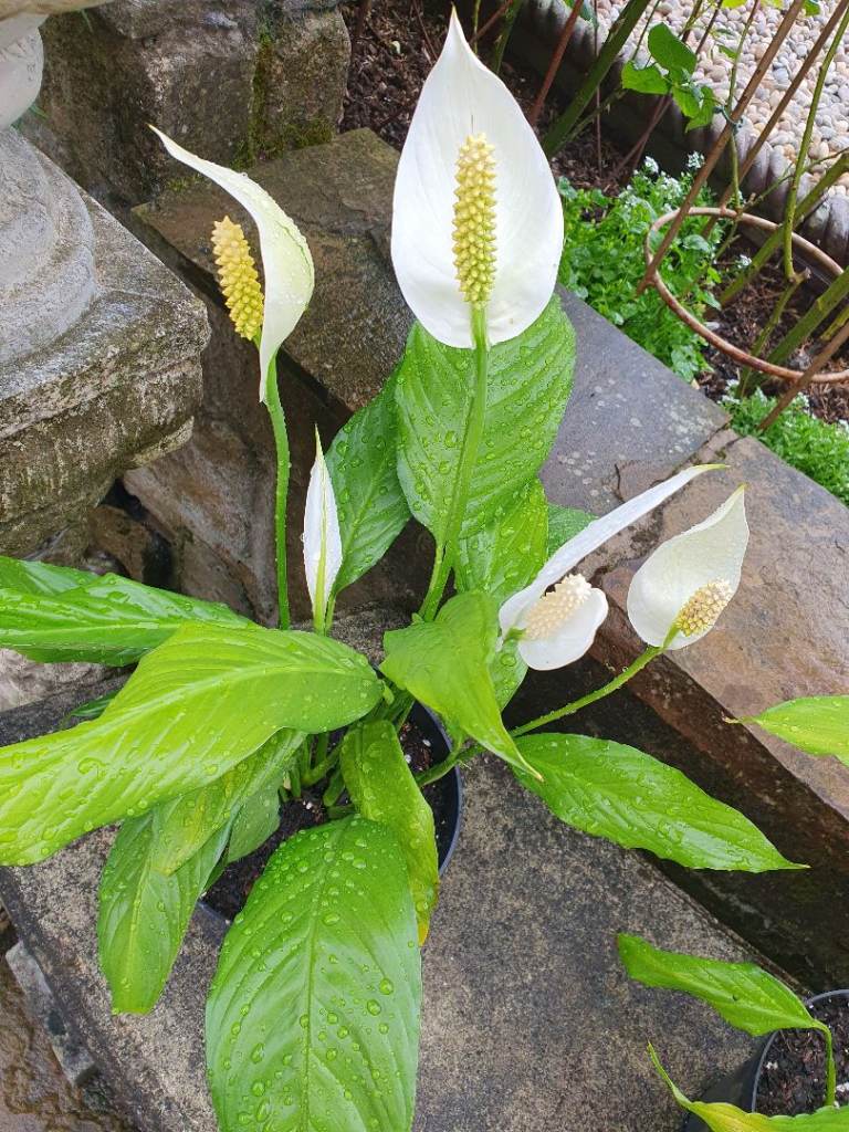 House Plant  Peace Lily White Flowers