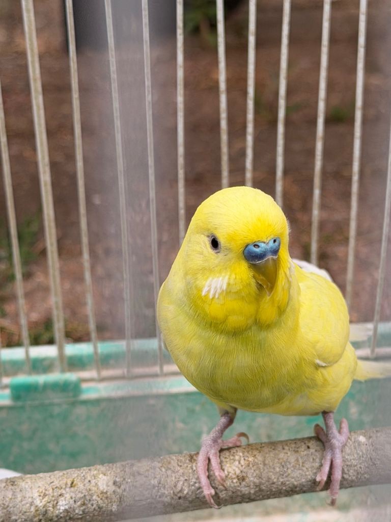 Beautiful Budgies for Sale