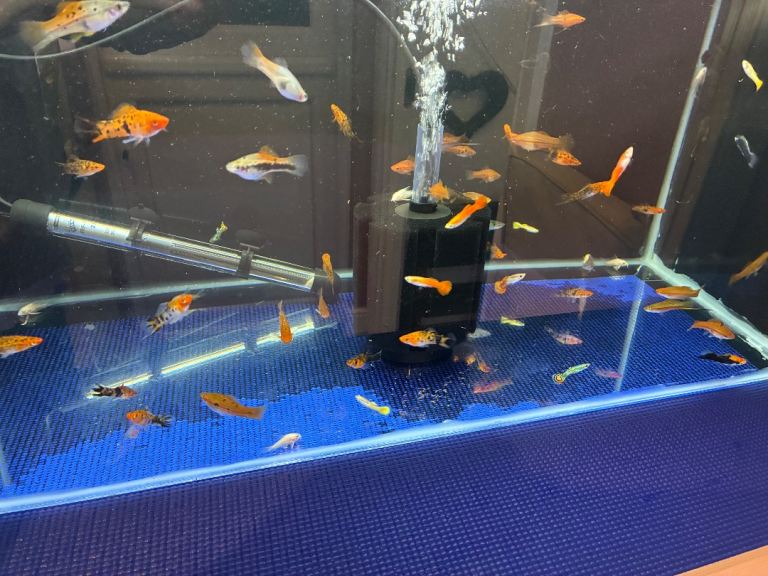 Tropical fish & Malawi Cichlids