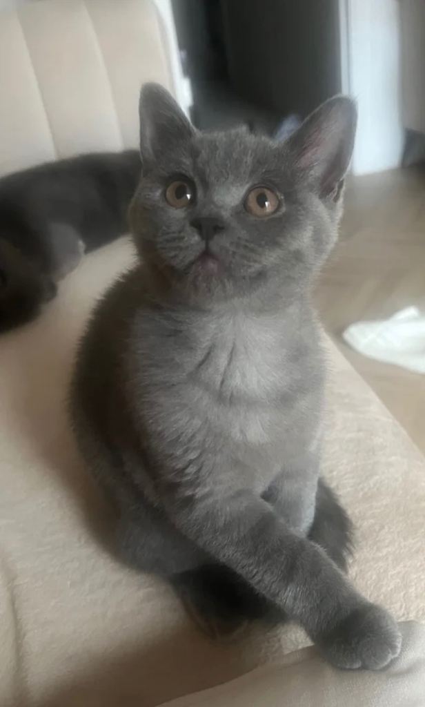 Gorgeous Blue Female Kitten – Last Girl Available