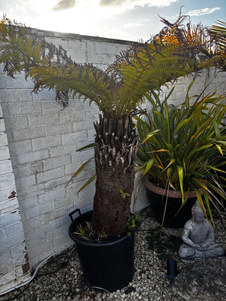 Dicksonia Antarctica fern tree
