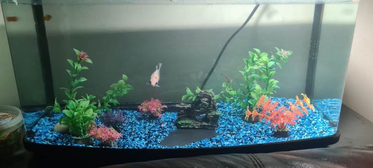 Aquarium Tank 