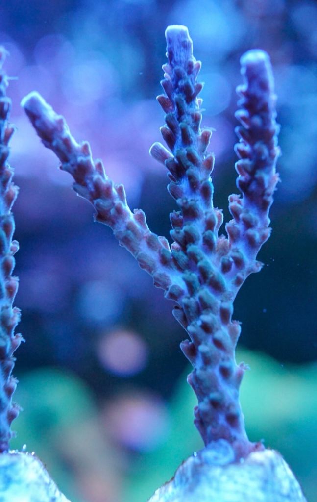 Teal Acro marine coral frag